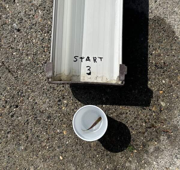 Minnow in a cup ready to race